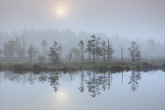 Reflection of pine trees in pond in the mist