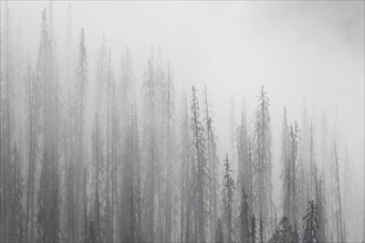 Charred lodgepole pines burned by forest fire silhouetted in the mist
