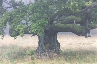 Thick solitary English oak