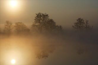 Reflection of silhouetted bare trees in water of lake in the mist at sunrise