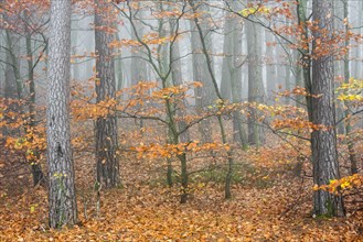 Tree trunks of beech trees and pines in mixed forest covered in mist in autumn