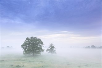 Trees in the mist at UNESCO Biosphere Reserve Elbe River Landscape
