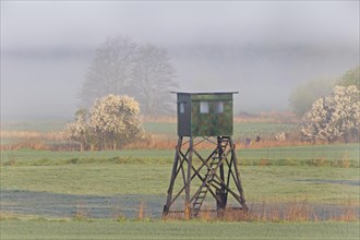 Meadow with raised hide for hunting wild boar and roe deer in early morning mist in spring