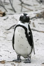 Black-footed penguin