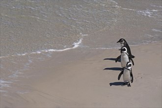Three Cape penguins