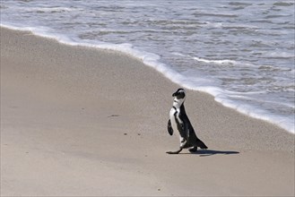 Cape penguins
