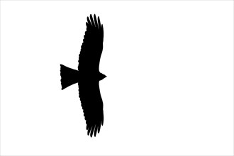 Silhouette of soaring black kite