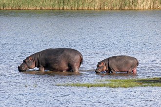 Hippopotamus mother and hippo