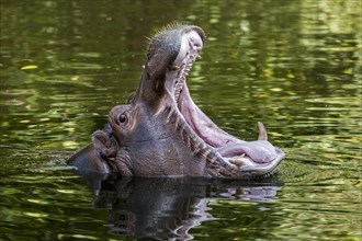 Close up of common hippopotamus