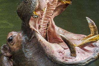 Close up of common hippopotamus