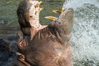 Common hippopotamus