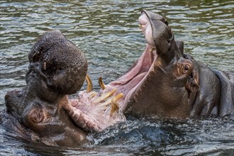 Fighting hippopotamuses