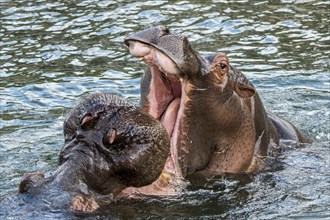 Two yawning hippopotamuses
