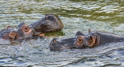Couple of hippopotamuses
