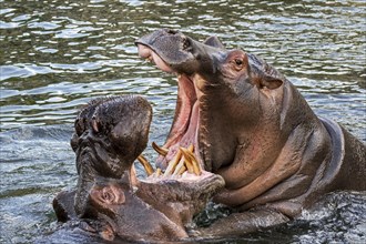 Fighting hippopotamuses