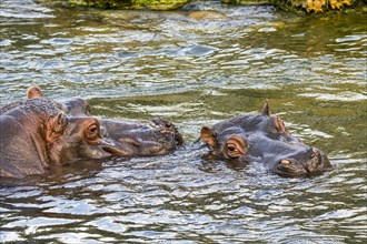 Couple of hippopotamuses