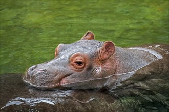Close up of cute baby common hippopotamus
