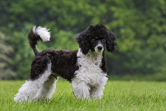 Harlequin poodle