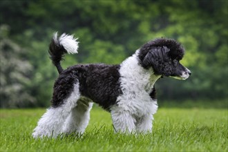 Harlequin poodle