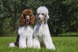 Harlequin poodles