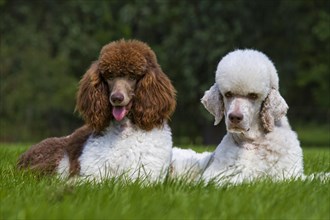 Harlequin poodles