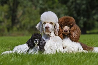 Harlequin poodles