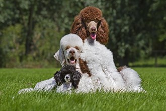 Harlequin poodles