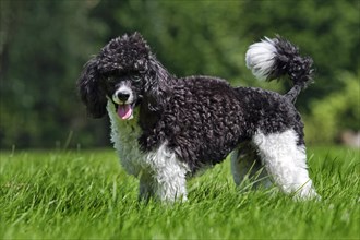 Harlequin poodle