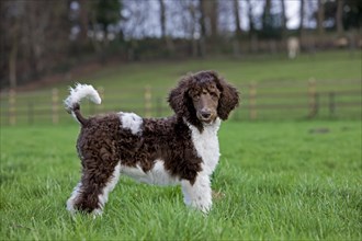 Harlequin poodle