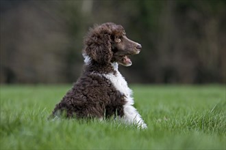 Harlequin poodle