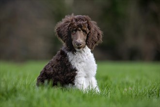 Harlequin poodle