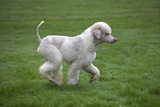 White standard poodle