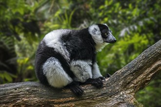 White-belted black-and-white ruffed lemur