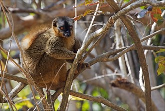 Southern red-fronted brown lemur