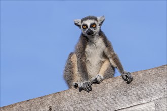 Portrait of ring-tailed lemur