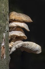 Cluster of porcelain fungi
