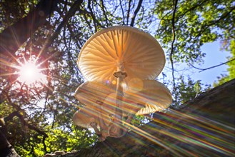 Sun shining through foliage and porcelain fungus