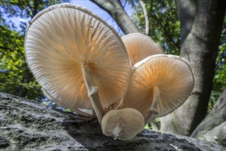 Porcelain fungus