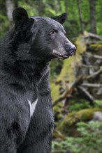 Close-up portrait of American black bear