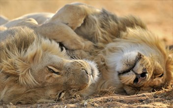Two male African lions
