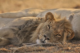 Two male African lions
