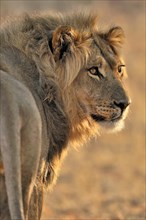 Male African lion