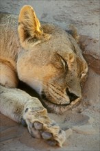 Close up of sleeping lioness