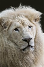 Male leucistic white lion