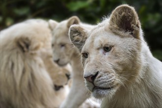 Male and juvenile leucistic white lions