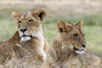Lioness and young male lion