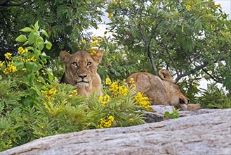 Two African lionesses