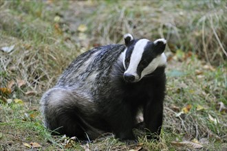 Portrait European badger