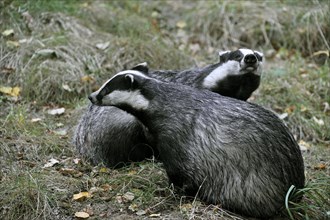 Two European badgers