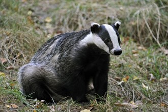 Portrait of European badger